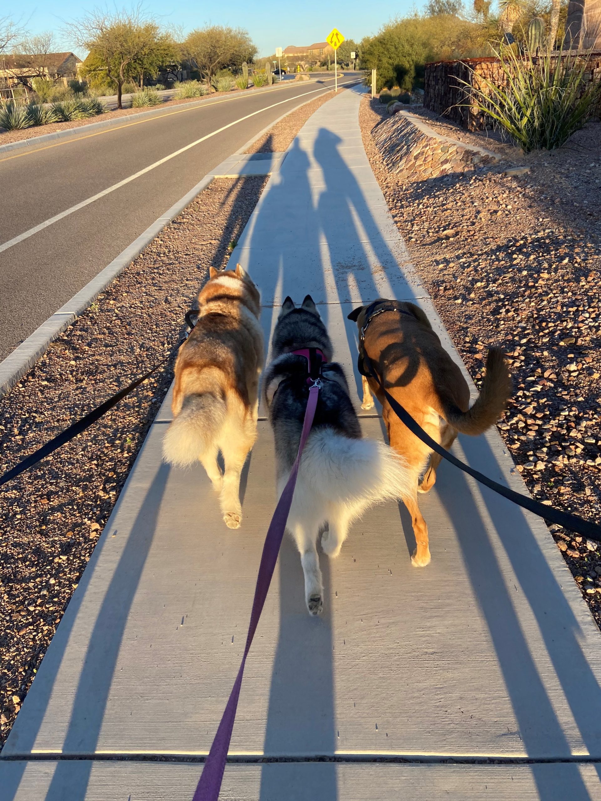 Tracy Seifried on morning walk with her four legged friends.