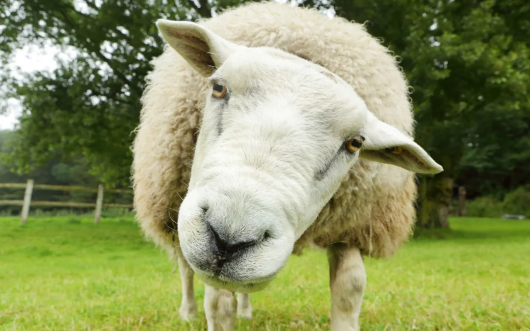 Beware the wolf in sheep’s clothing: How to spot fake websites