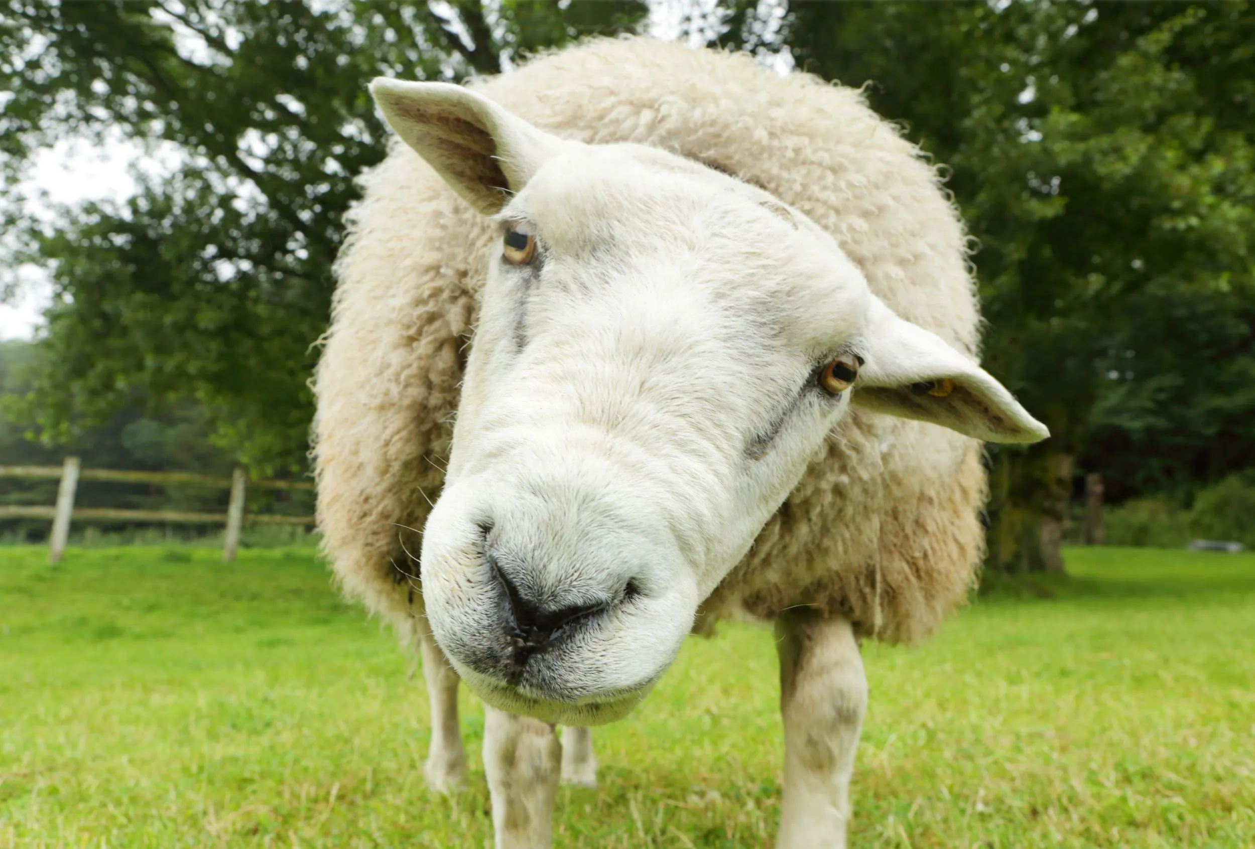 White Sheep looking at the camera