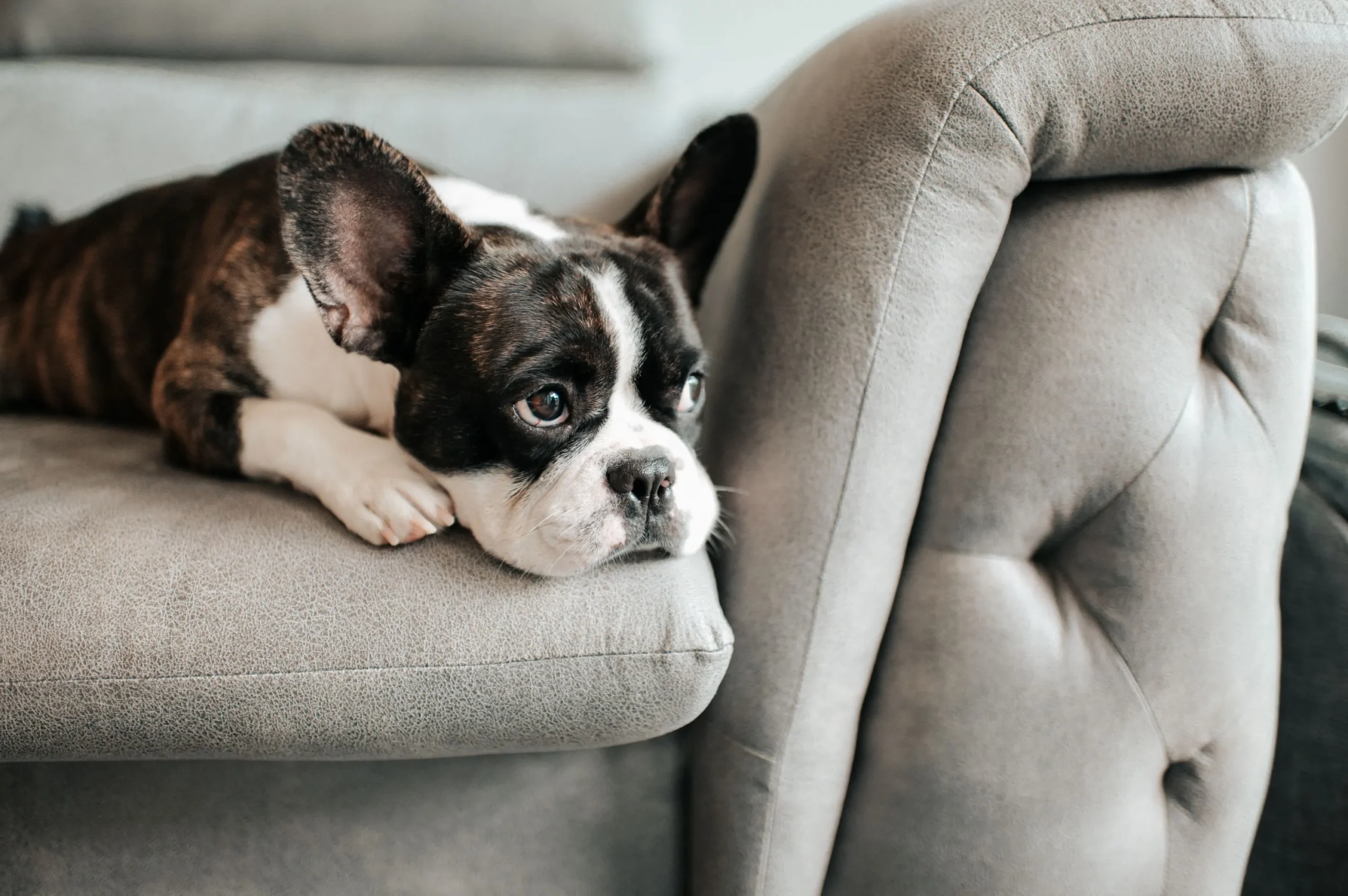 dog-board-at-home