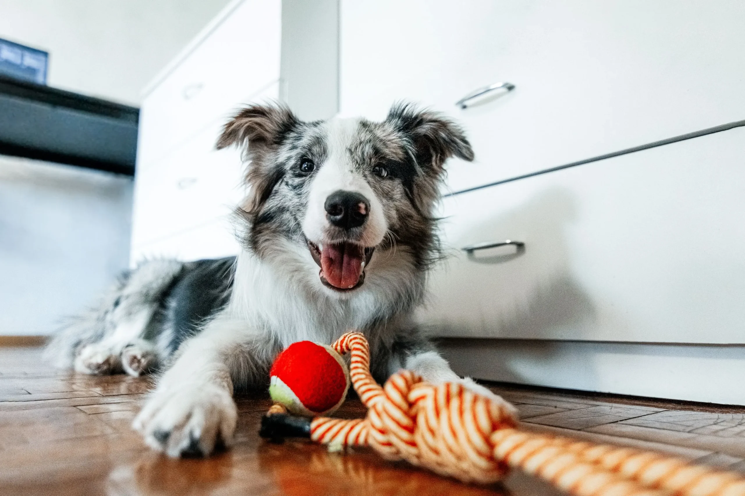 happy-dog-with-toys