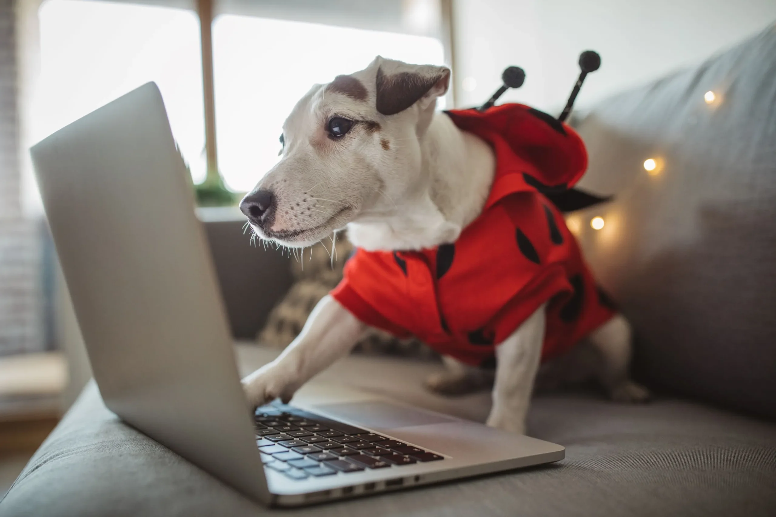 lady-bug-costume-dog-with-laptop
