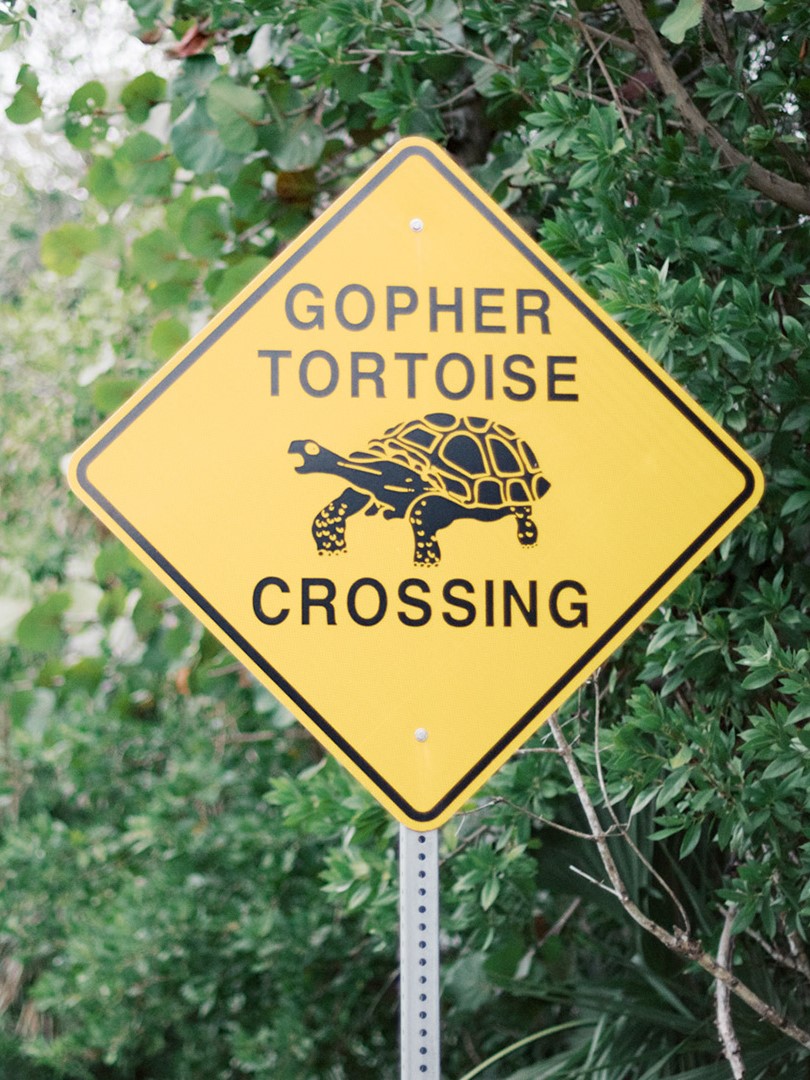 Gopher Tortoise Crossing Sign Gopher Tortoise Crossing Sign