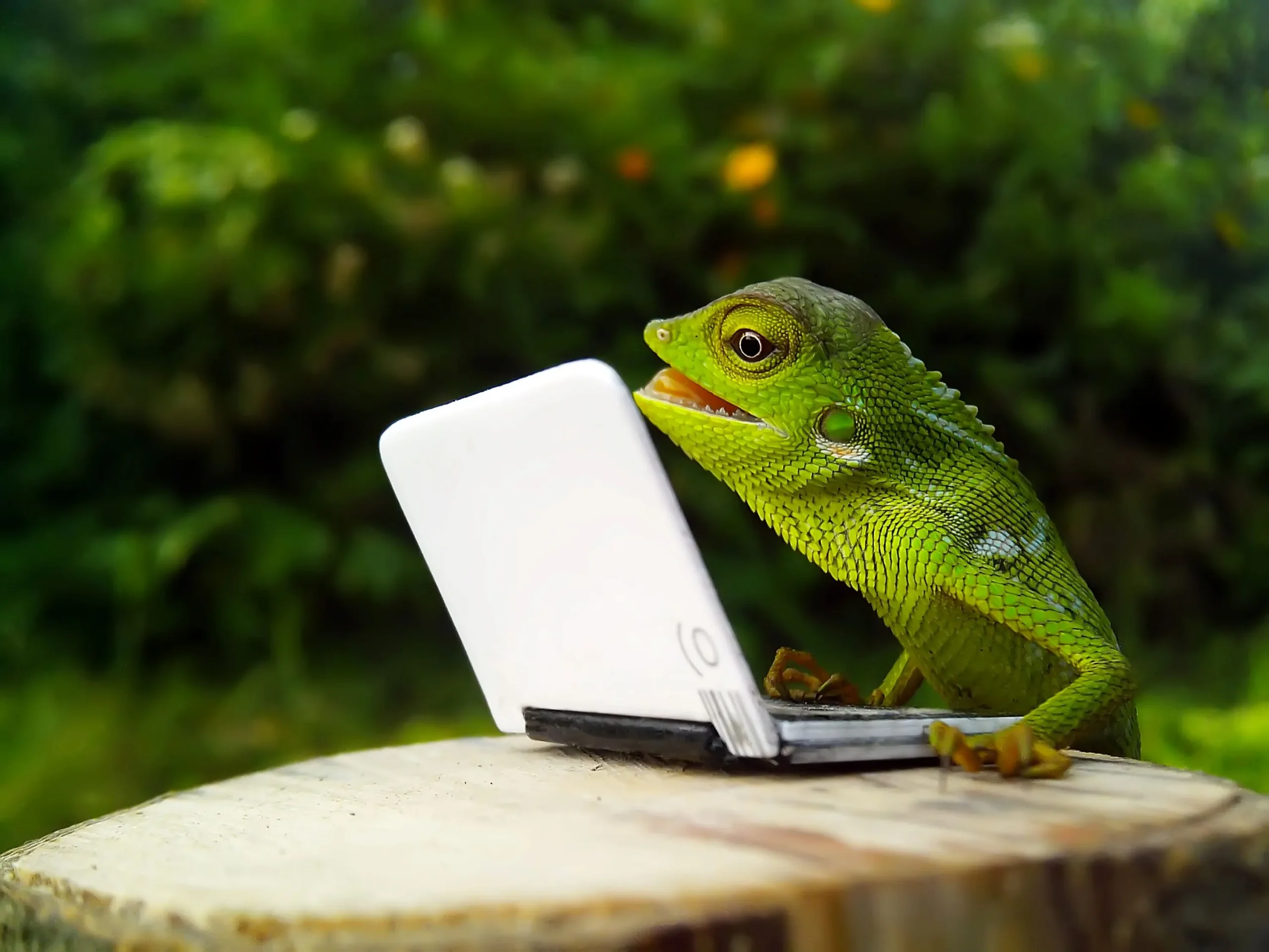 Iguana shopping online with a laptop